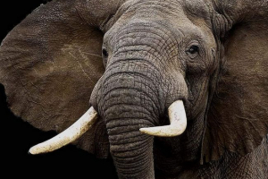 Слон з сіднея навчився прекрасно грати в регбі Слон з сіднея навчився прекрасно грати в регбі